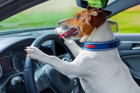 Dog driving a car